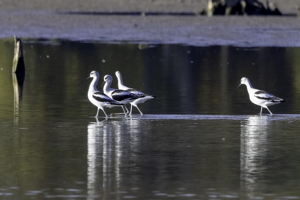 American Avocet - ML610517979