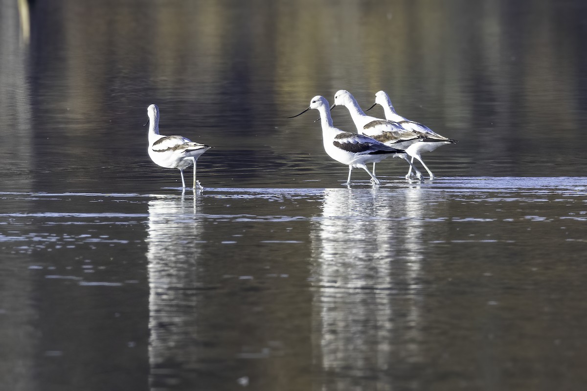 American Avocet - ML610517980