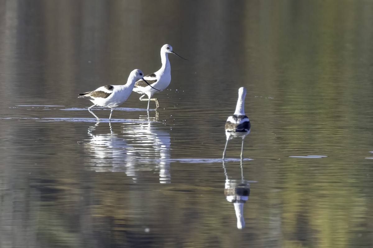 American Avocet - ML610517981