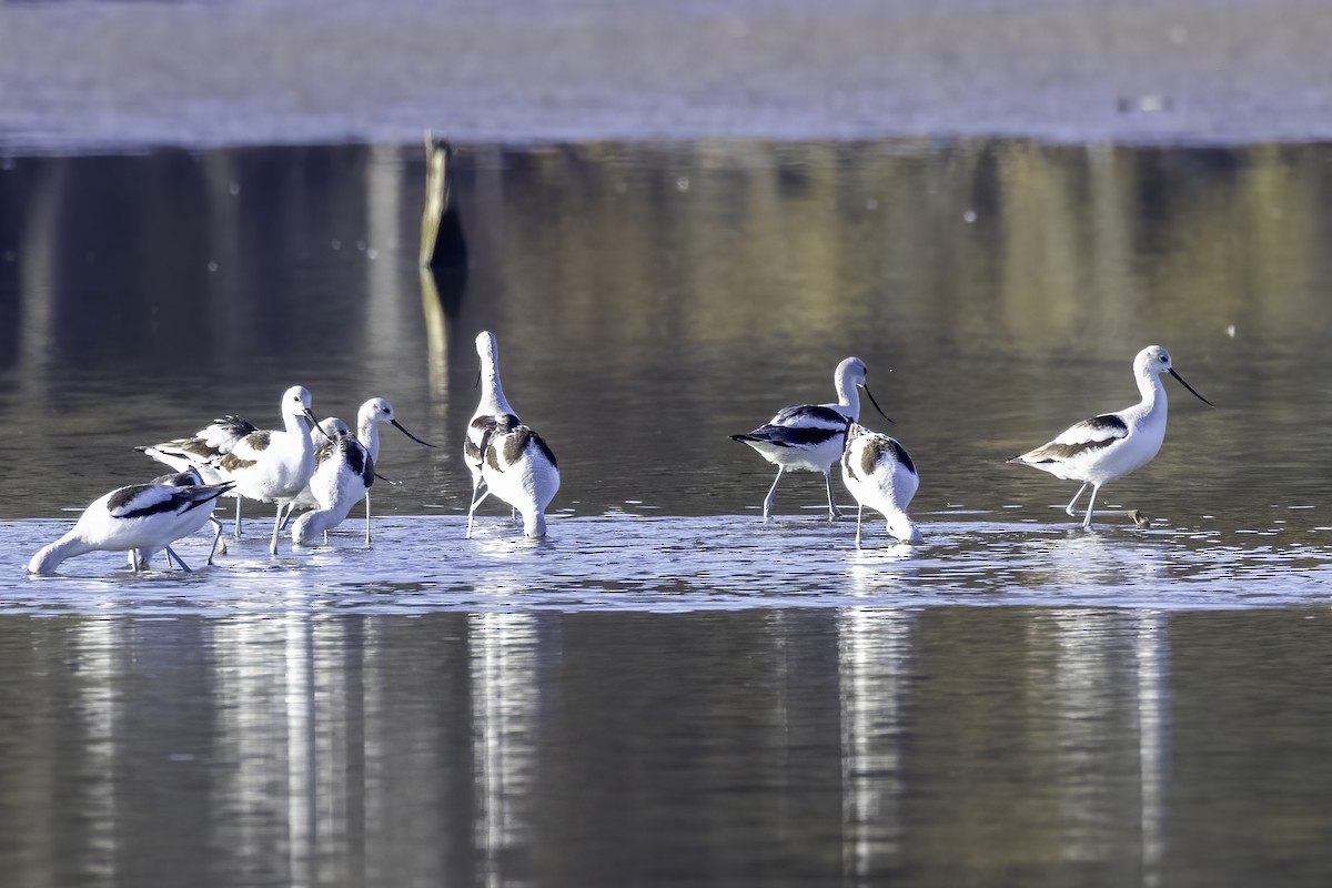 American Avocet - ML610517982