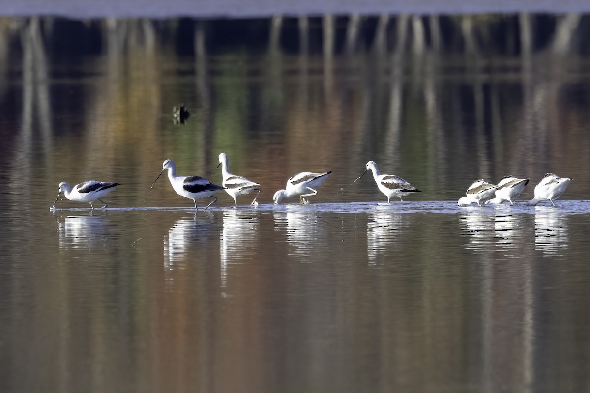 American Avocet - ML610517983