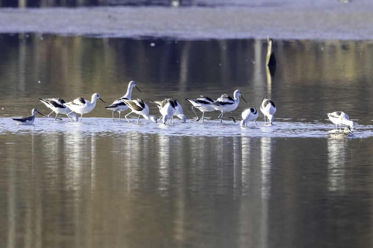 American Avocet - ML610517984
