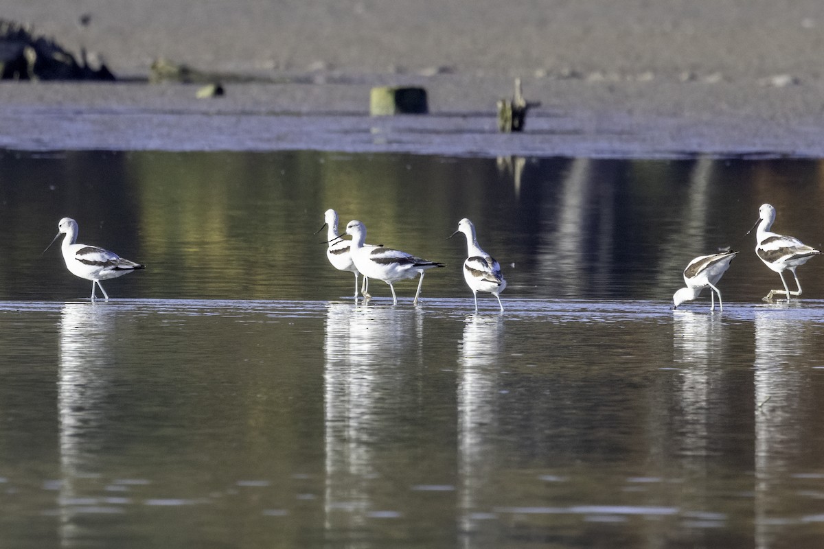 American Avocet - ML610517985