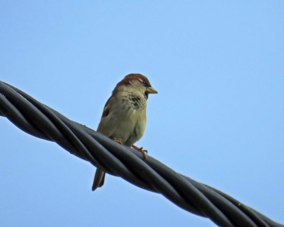 House Sparrow - ML610518026