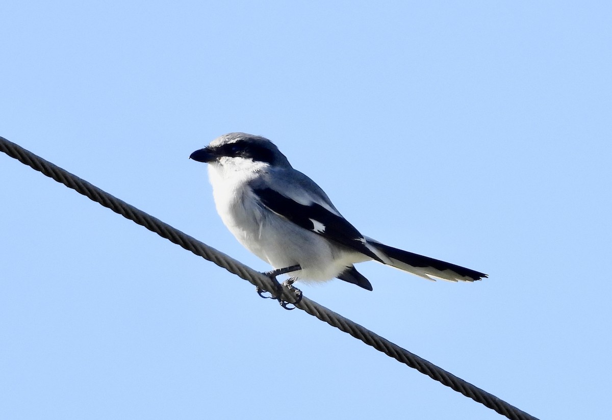 Loggerhead Shrike - ML610518029