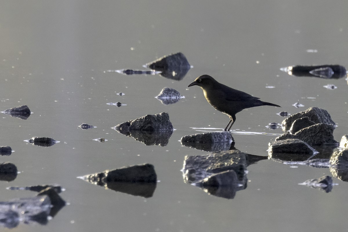 Rusty Blackbird - ML610518031