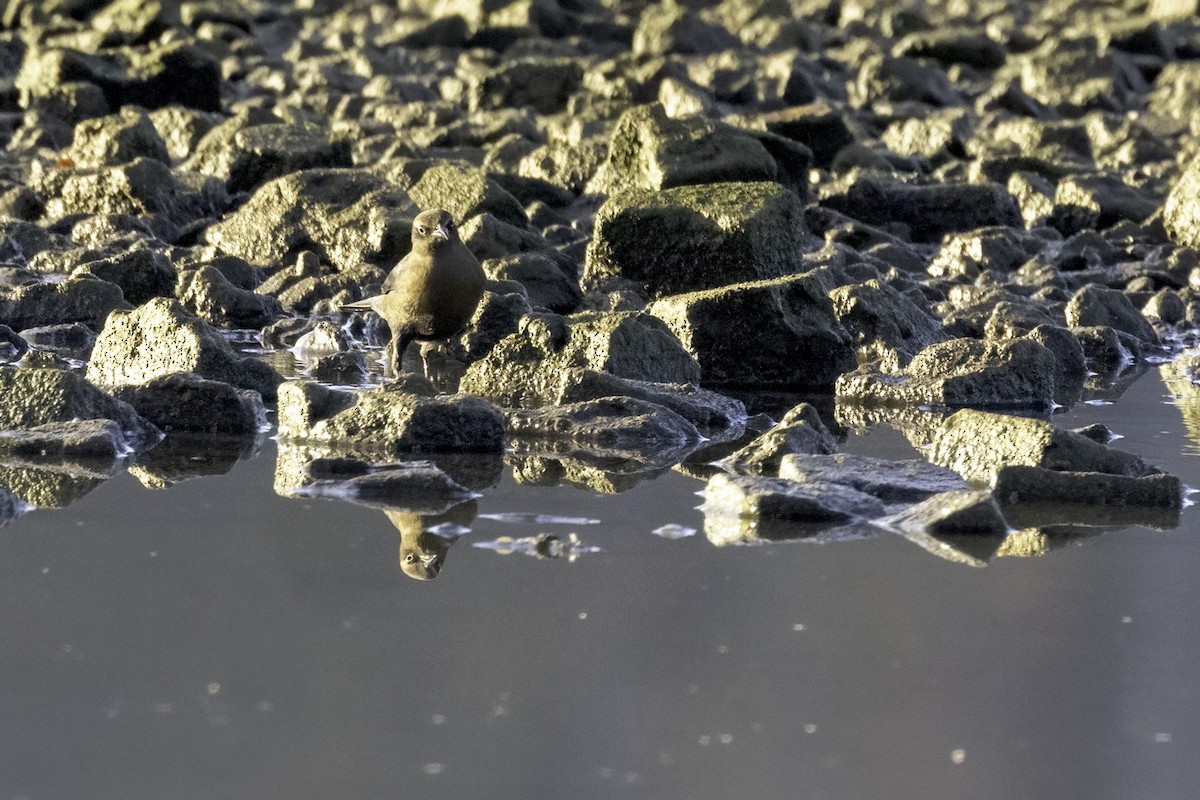 Rusty Blackbird - ML610518032