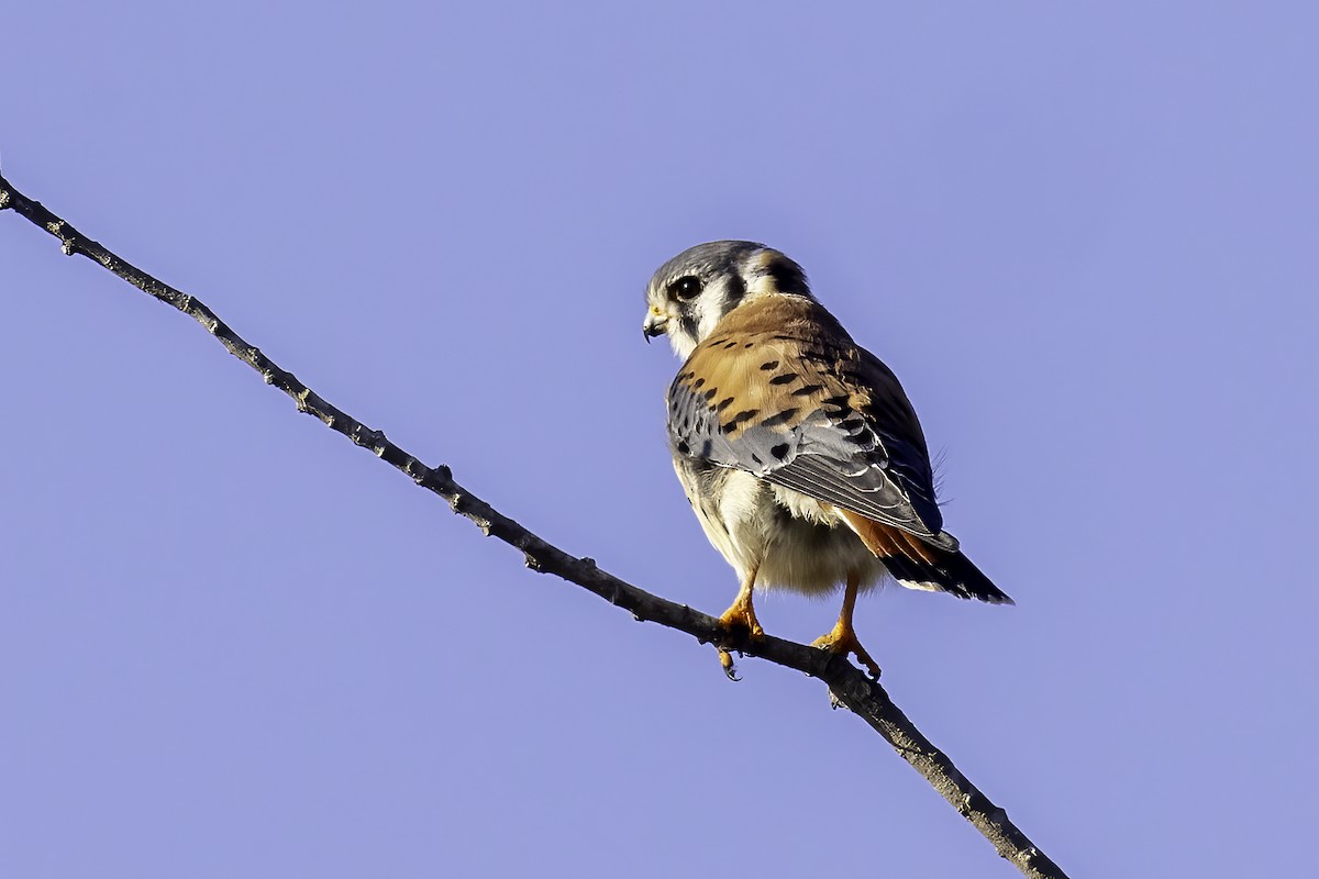 American Kestrel - ML610518049