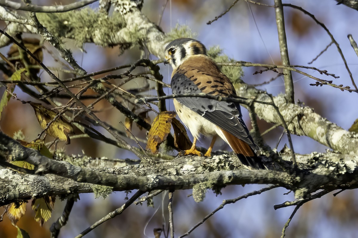 American Kestrel - ML610518051