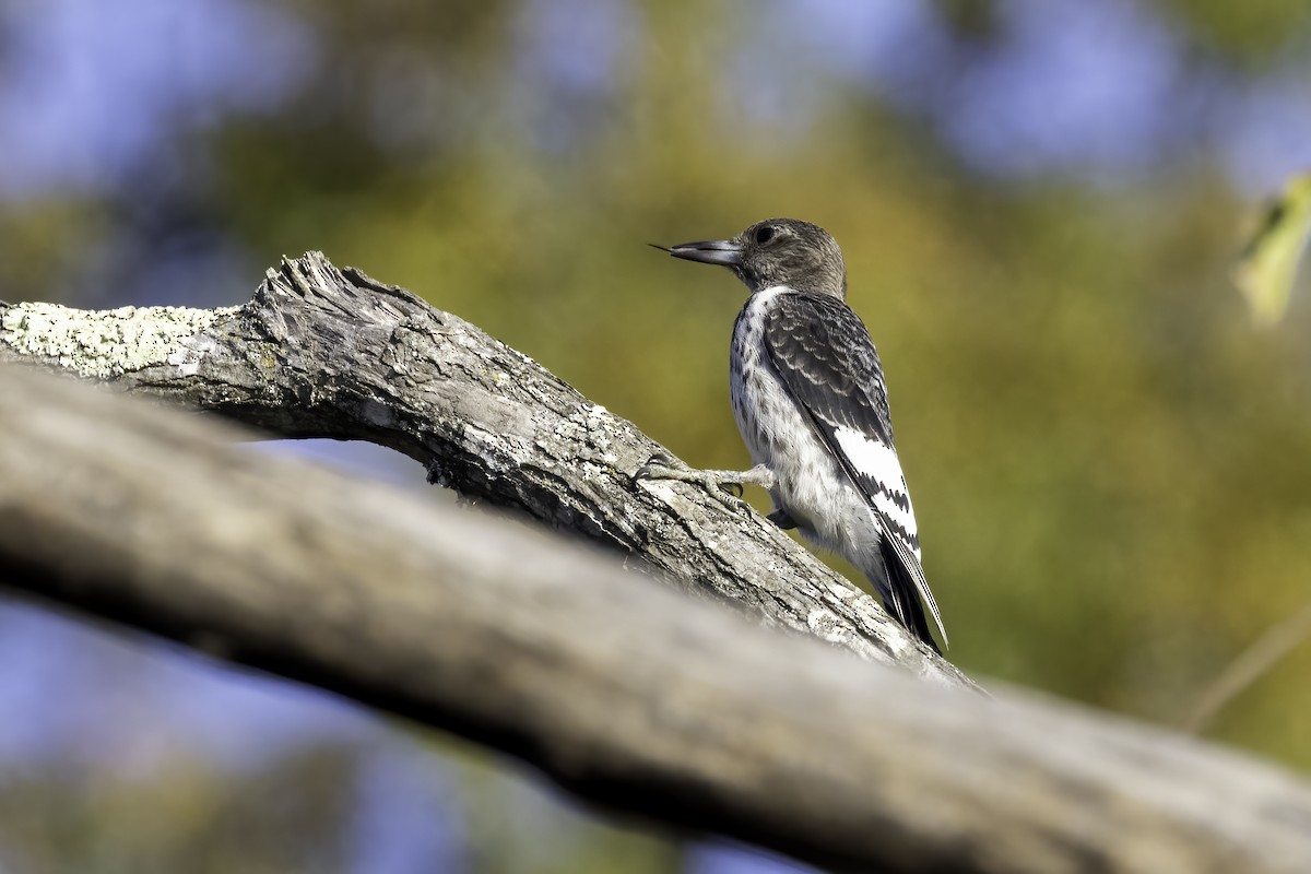 Red-headed Woodpecker - ML610518055