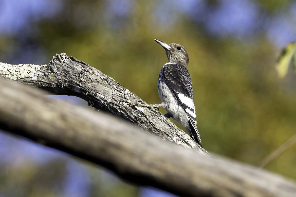 Red-headed Woodpecker - ML610518056