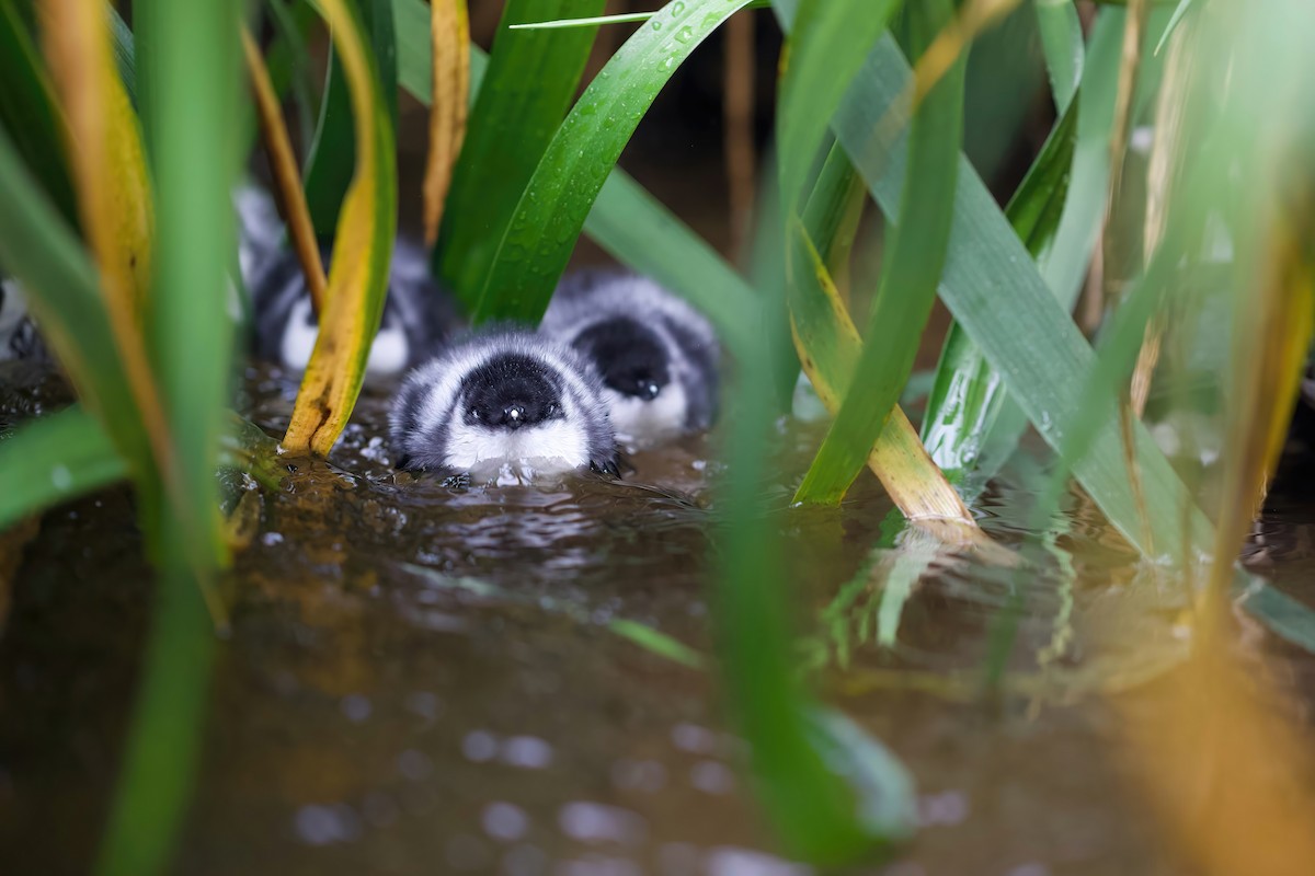 Ancient Murrelet - ML610518073