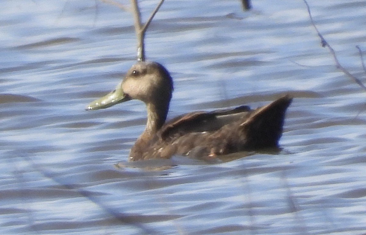 Mottled Duck - ML610518148