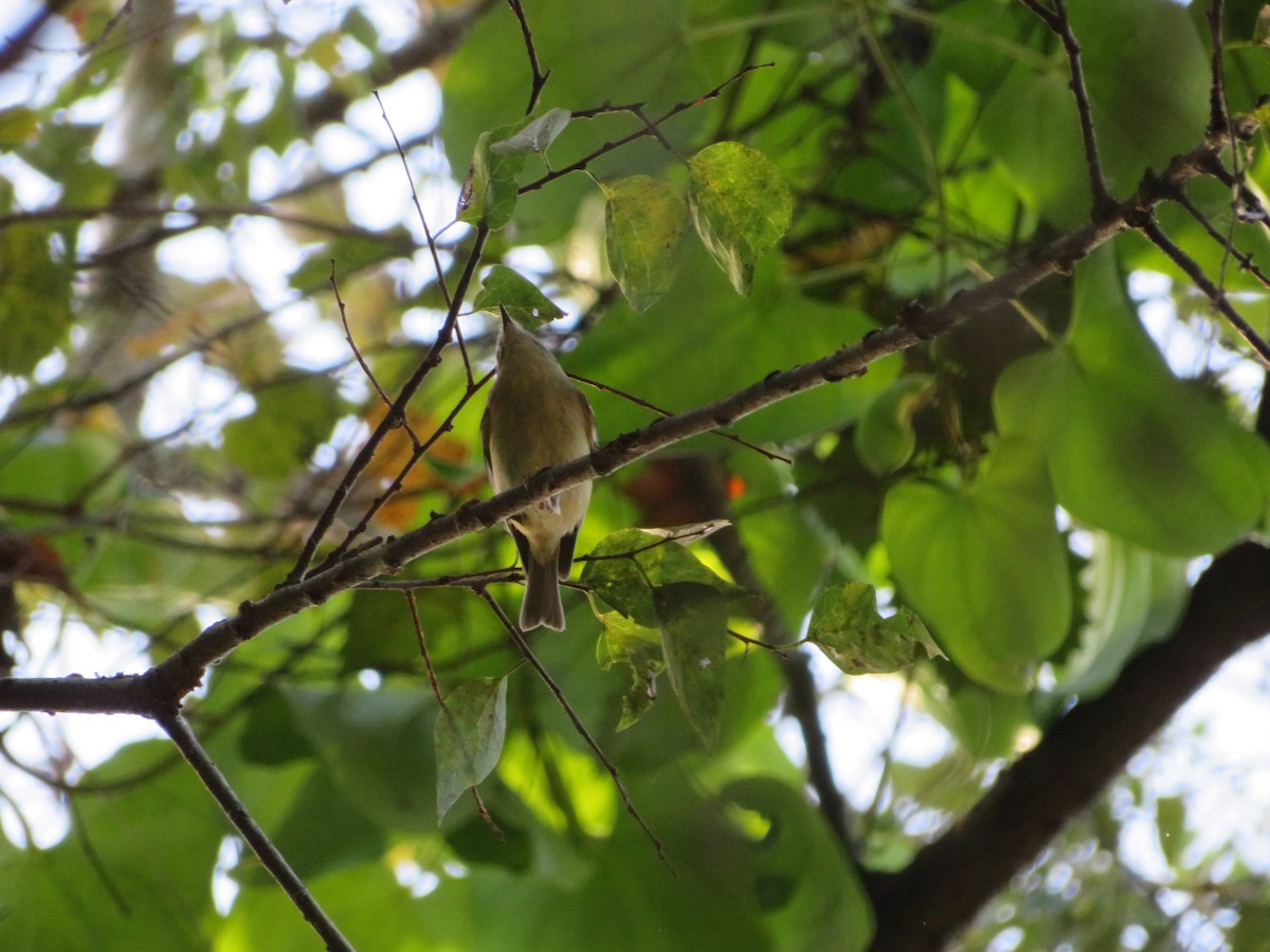 Ruby-crowned Kinglet - ML610518191