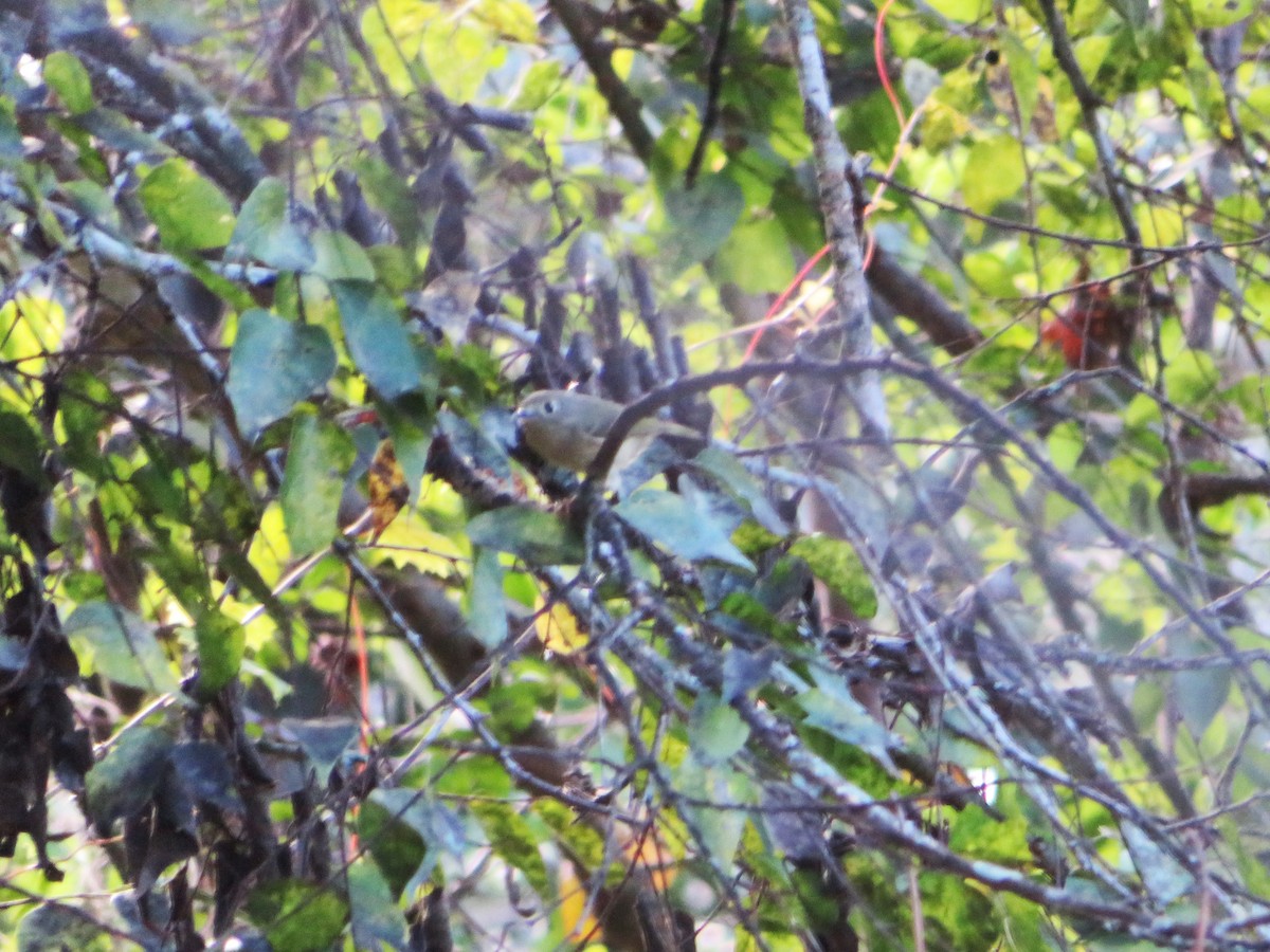 Ruby-crowned Kinglet - Claudia Amsler