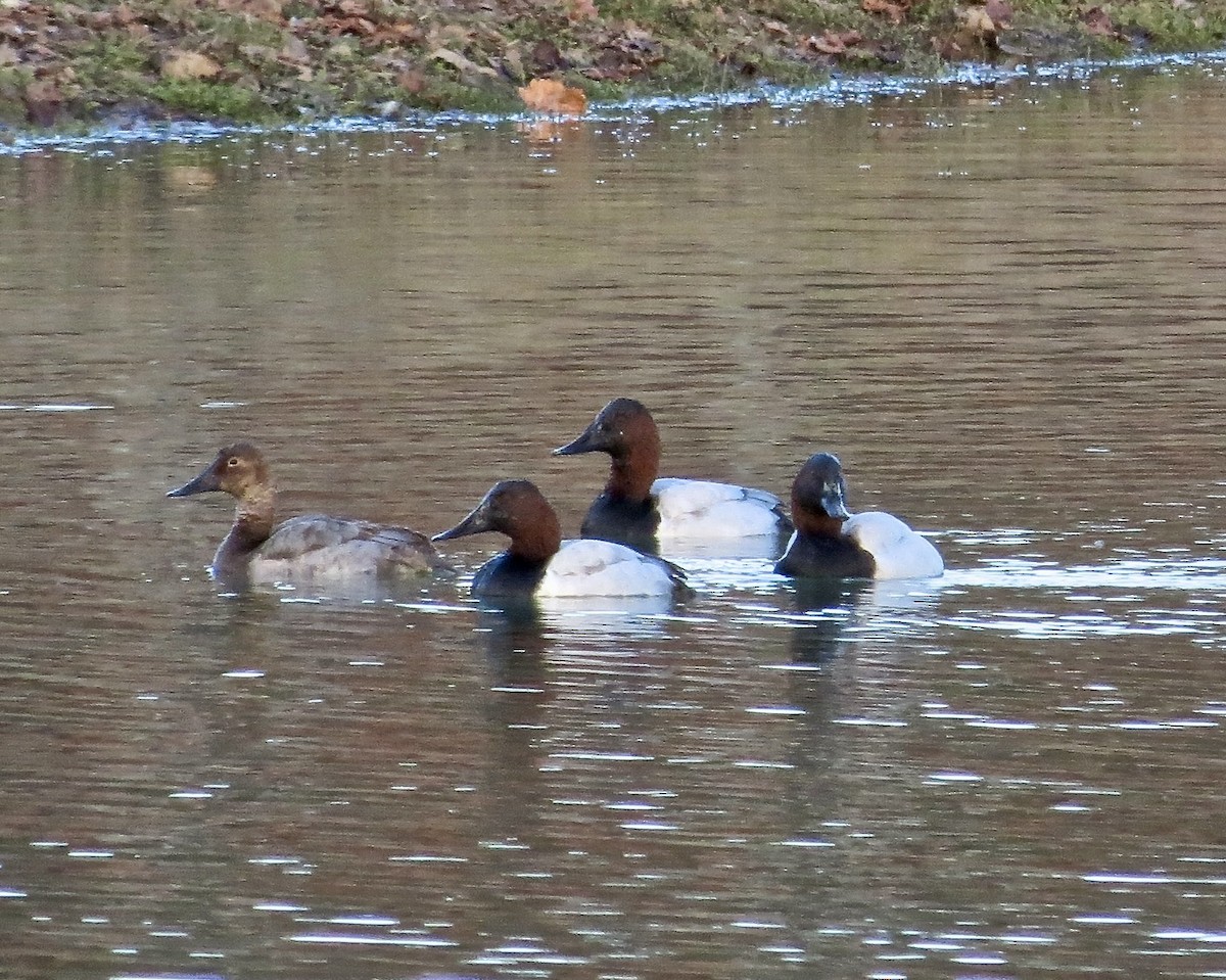 Canvasback - ML610518220