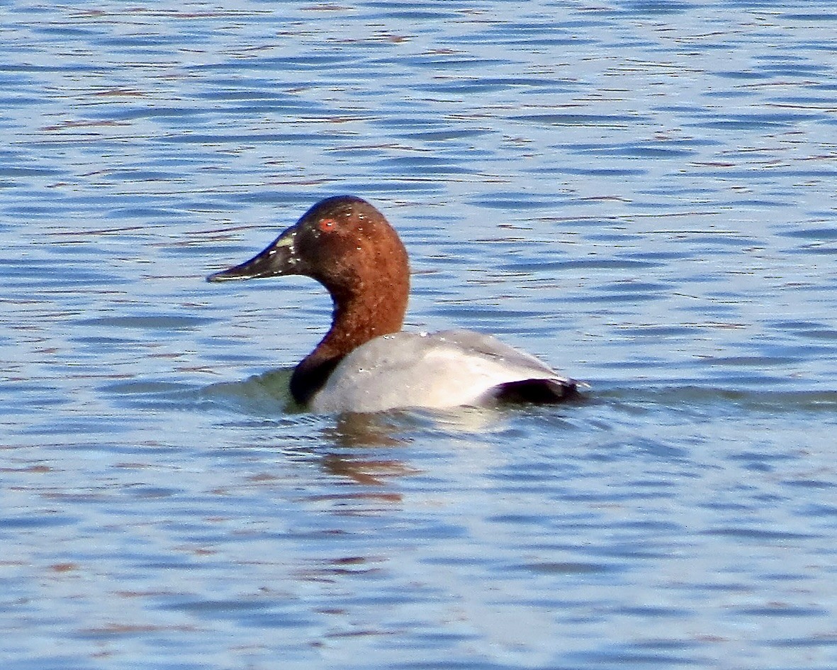 Canvasback - ML610518226