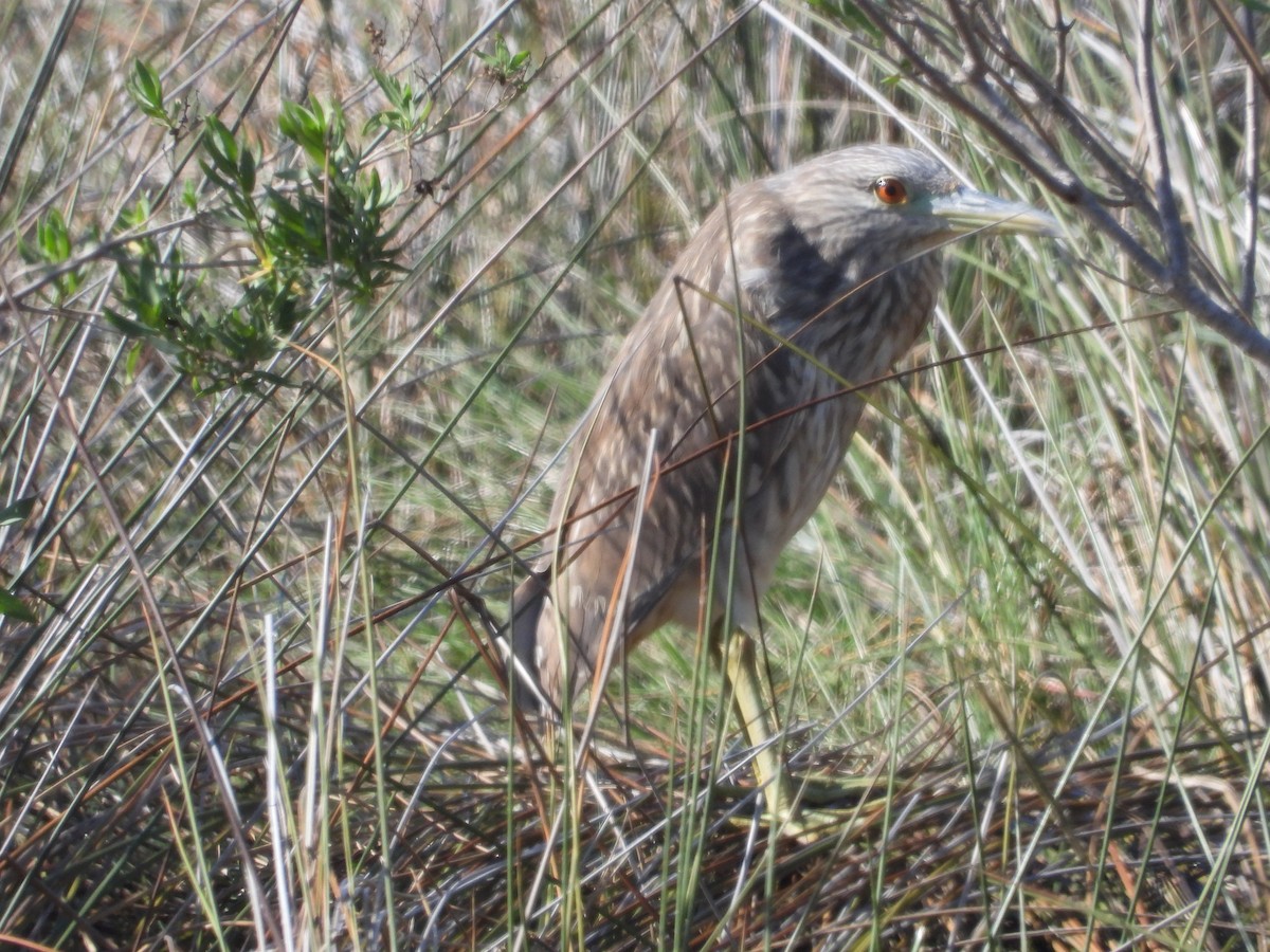 Black-crowned Night Heron - ML610518243