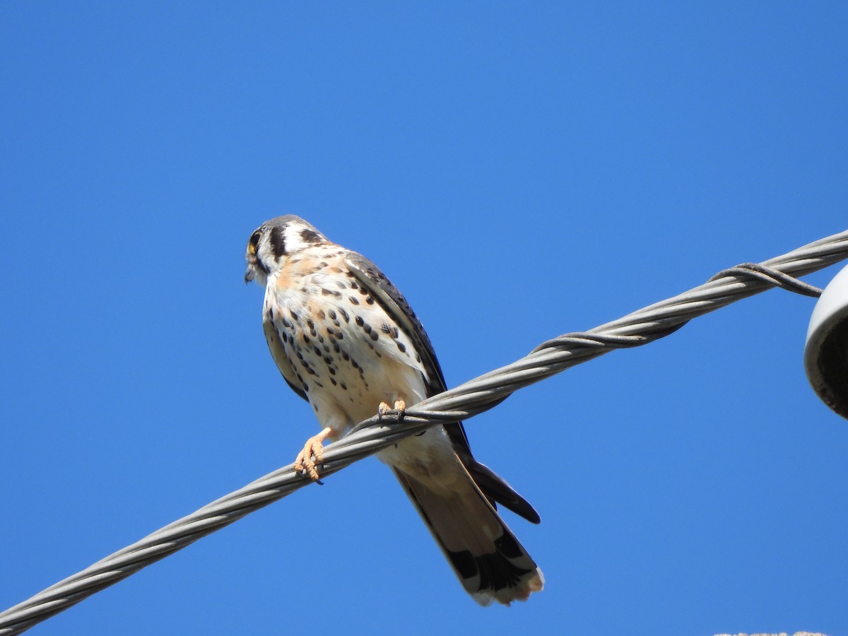 American Kestrel - ML610518310