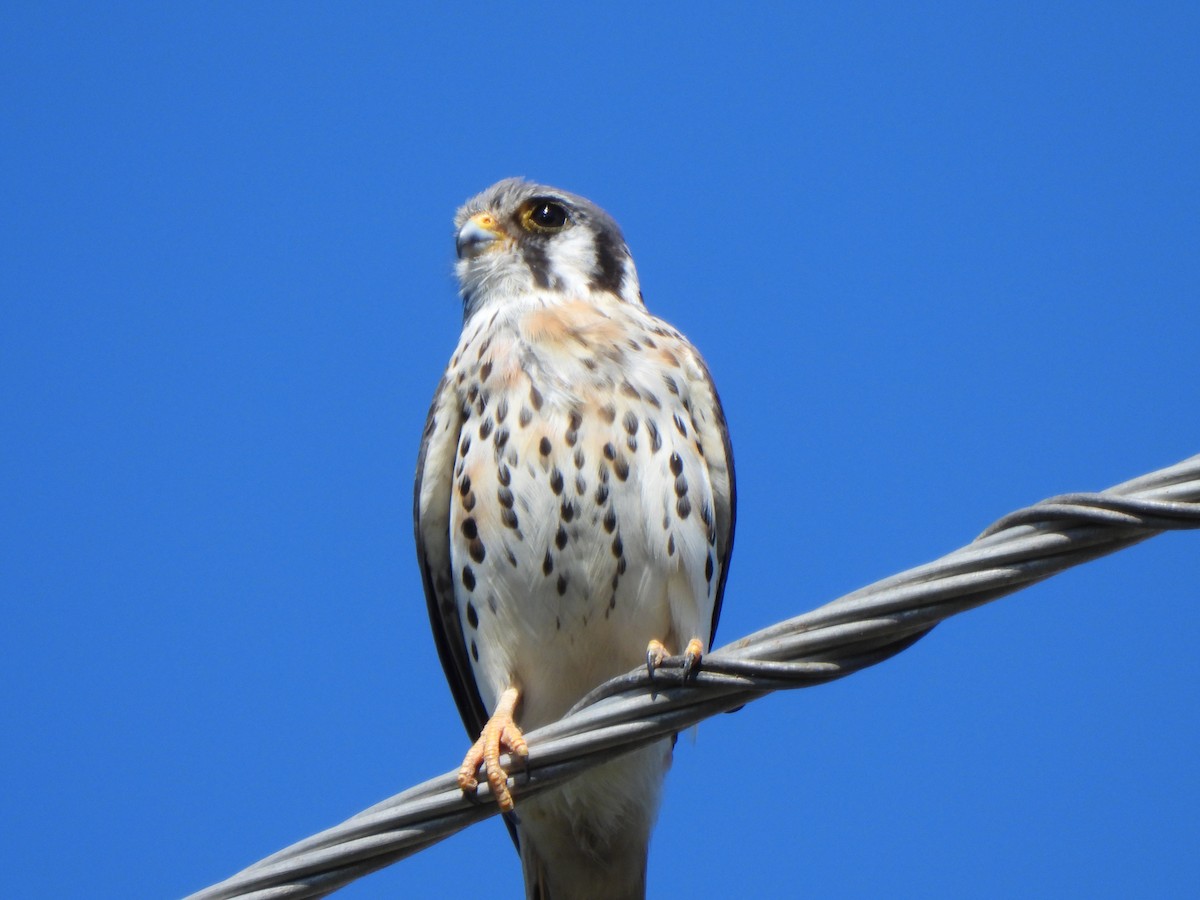 American Kestrel - ML610518311