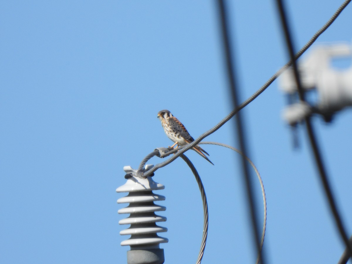 American Kestrel - ML610518312
