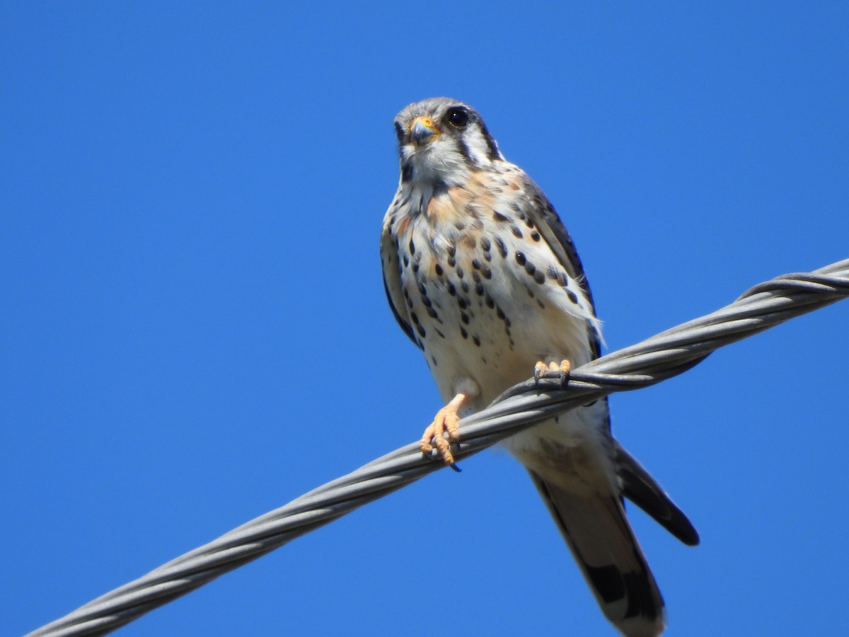 American Kestrel - ML610518313
