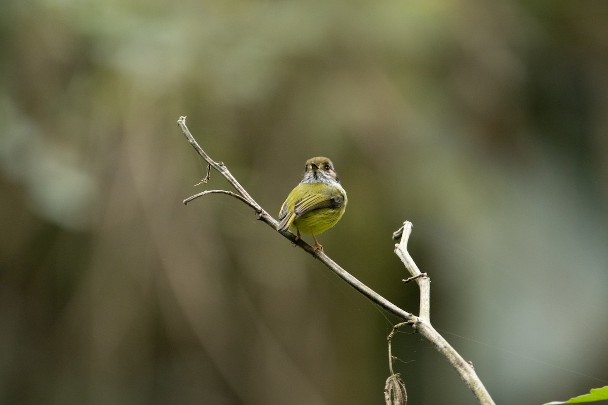 Eared Pygmy-Tyrant - ML610518419