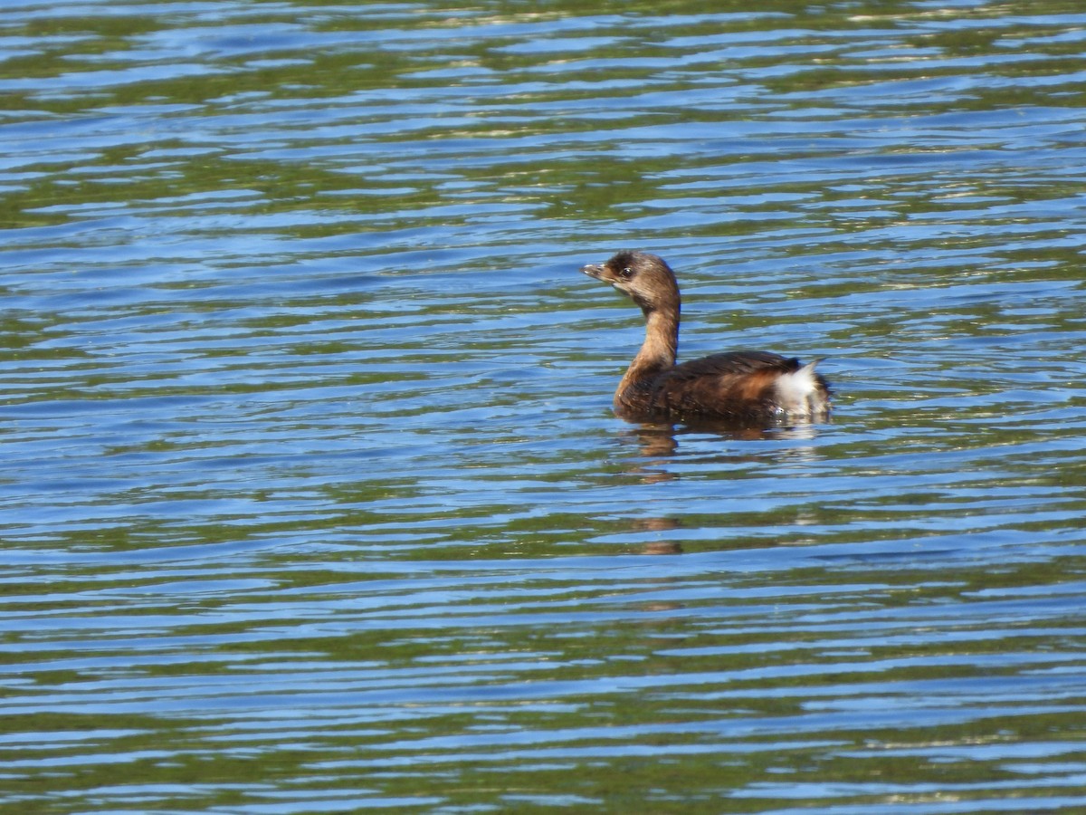 Pied-billed Grebe - ML610518420