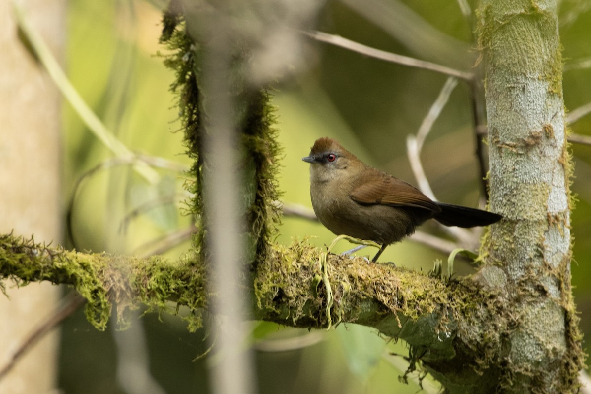 White-shouldered Fire-eye - ML610518427