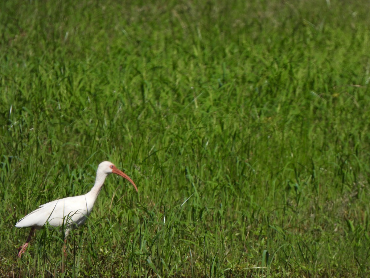 White Ibis - ML610518452