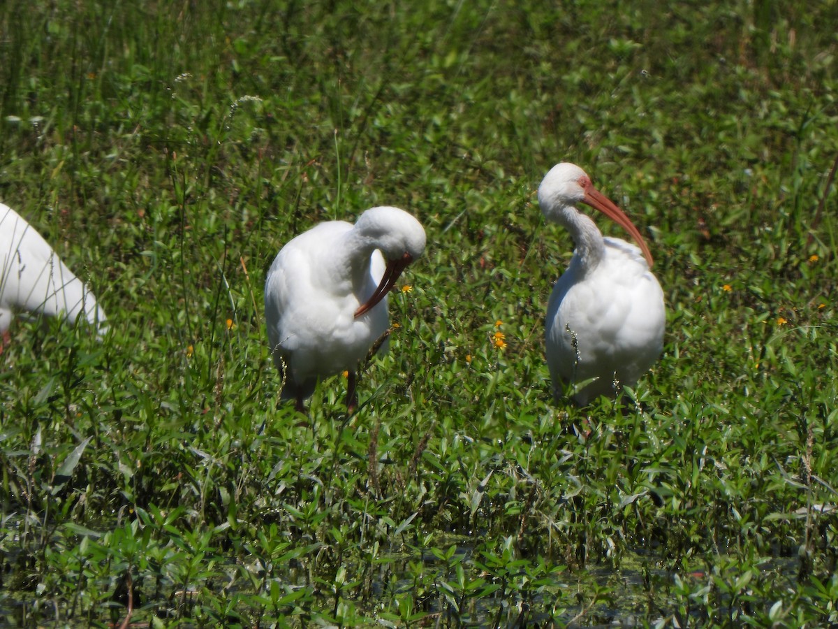 White Ibis - ML610518453