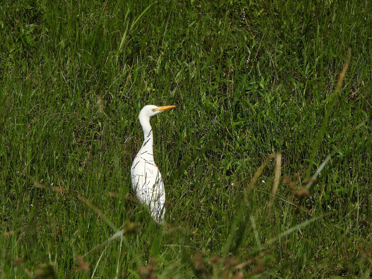 Snowy Egret - ML610518462