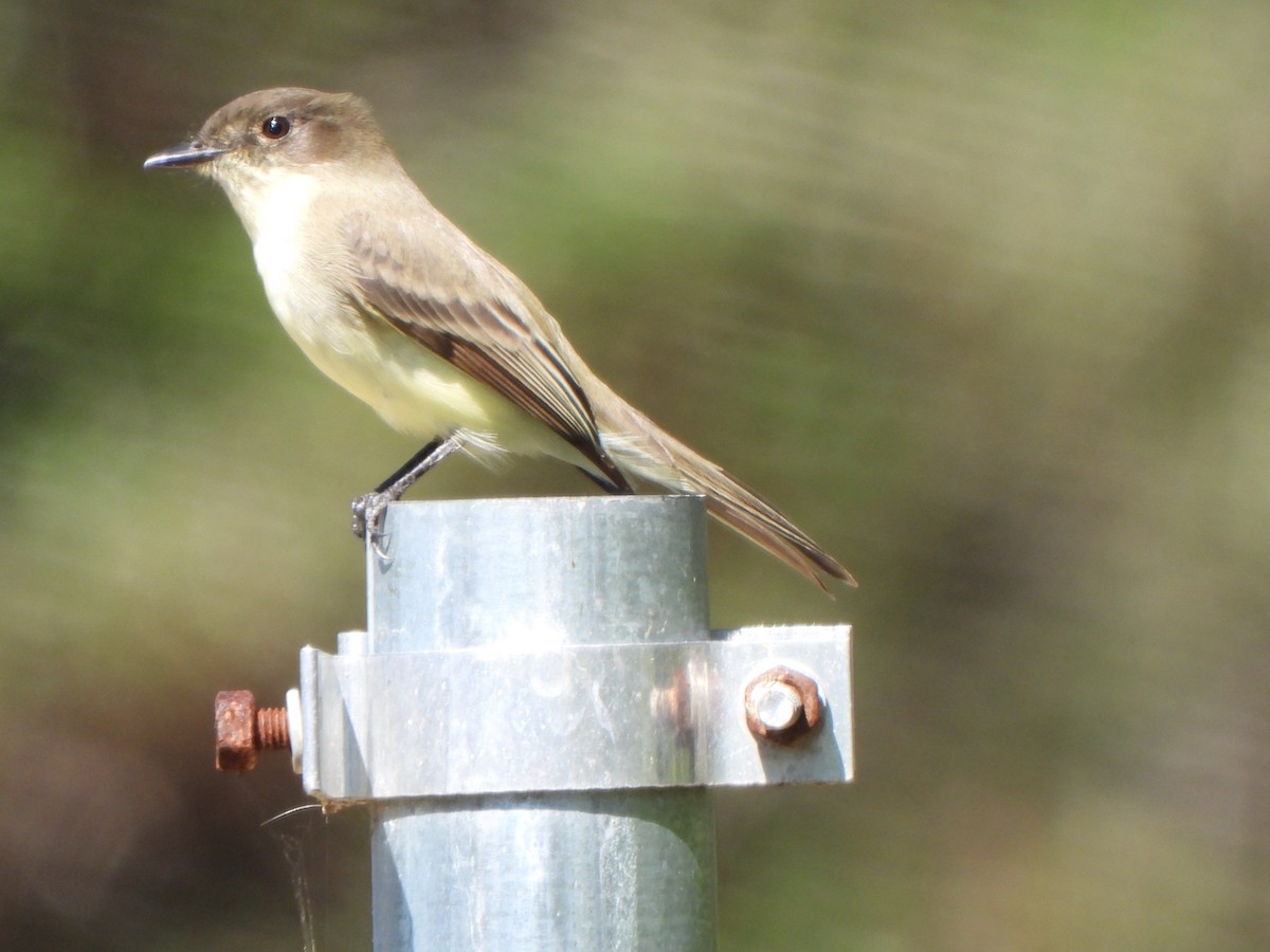 Eastern Phoebe - ML610518518