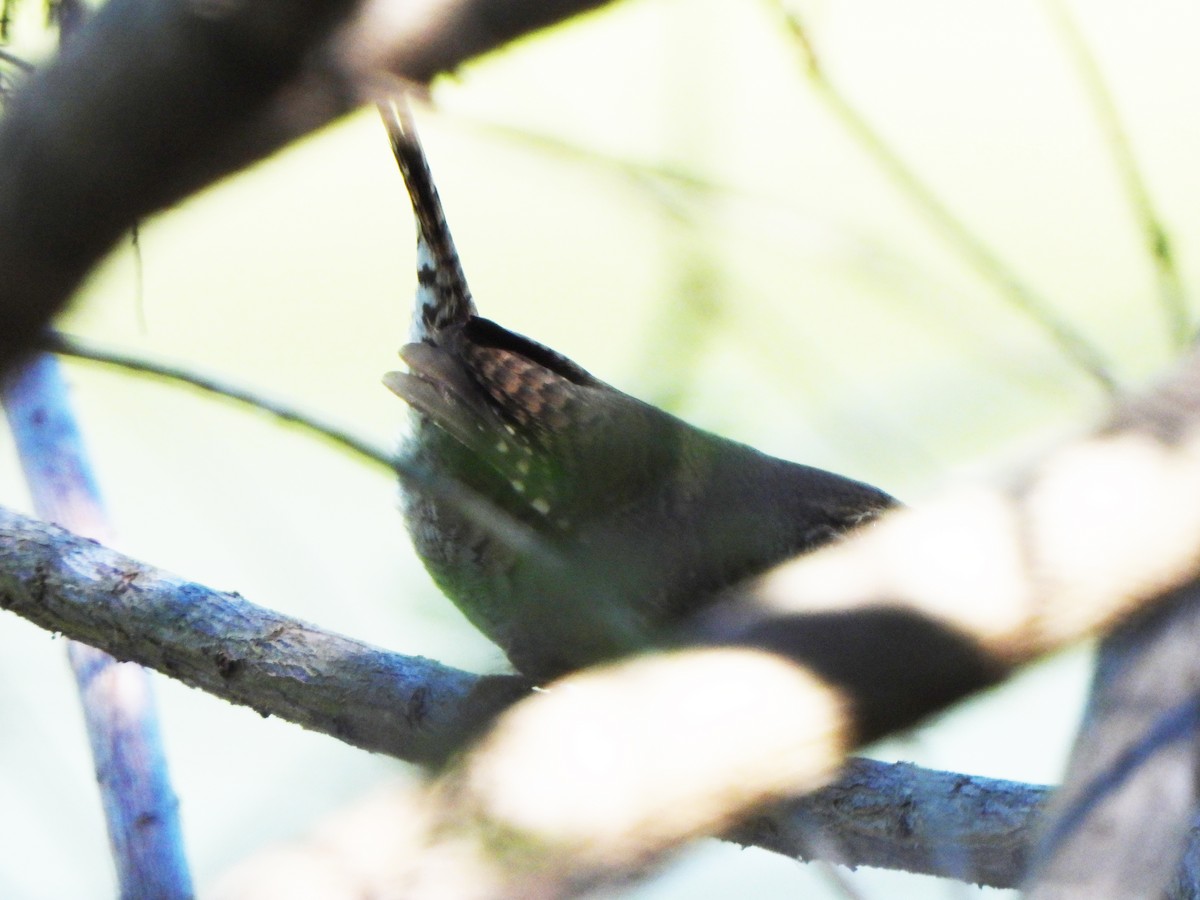Northern House Wren - ML610518542
