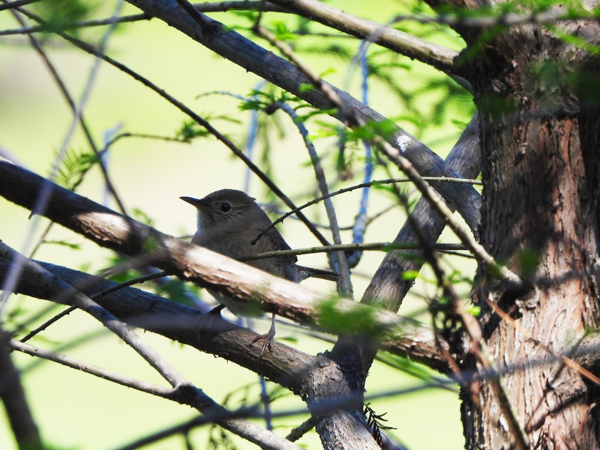 Northern House Wren - ML610518543