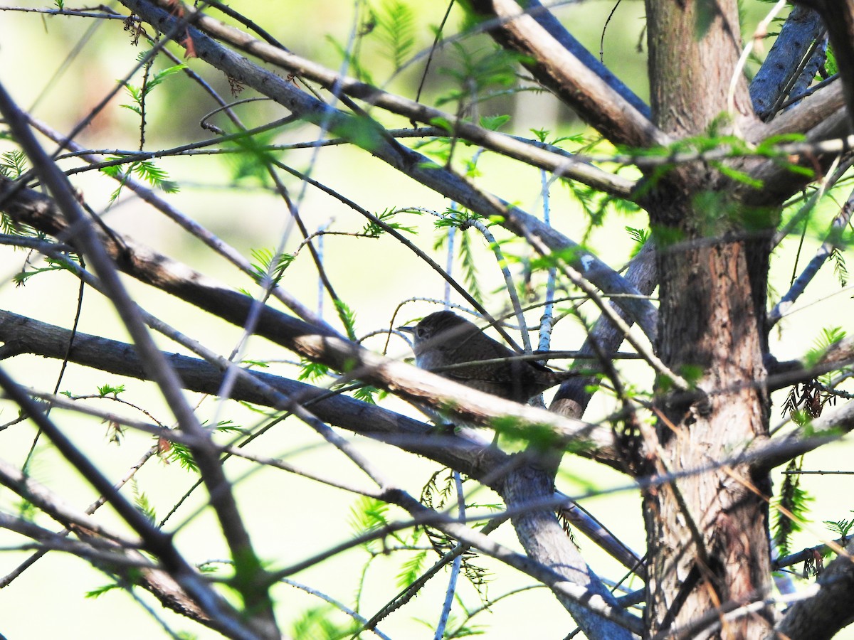 Northern House Wren - ML610518544