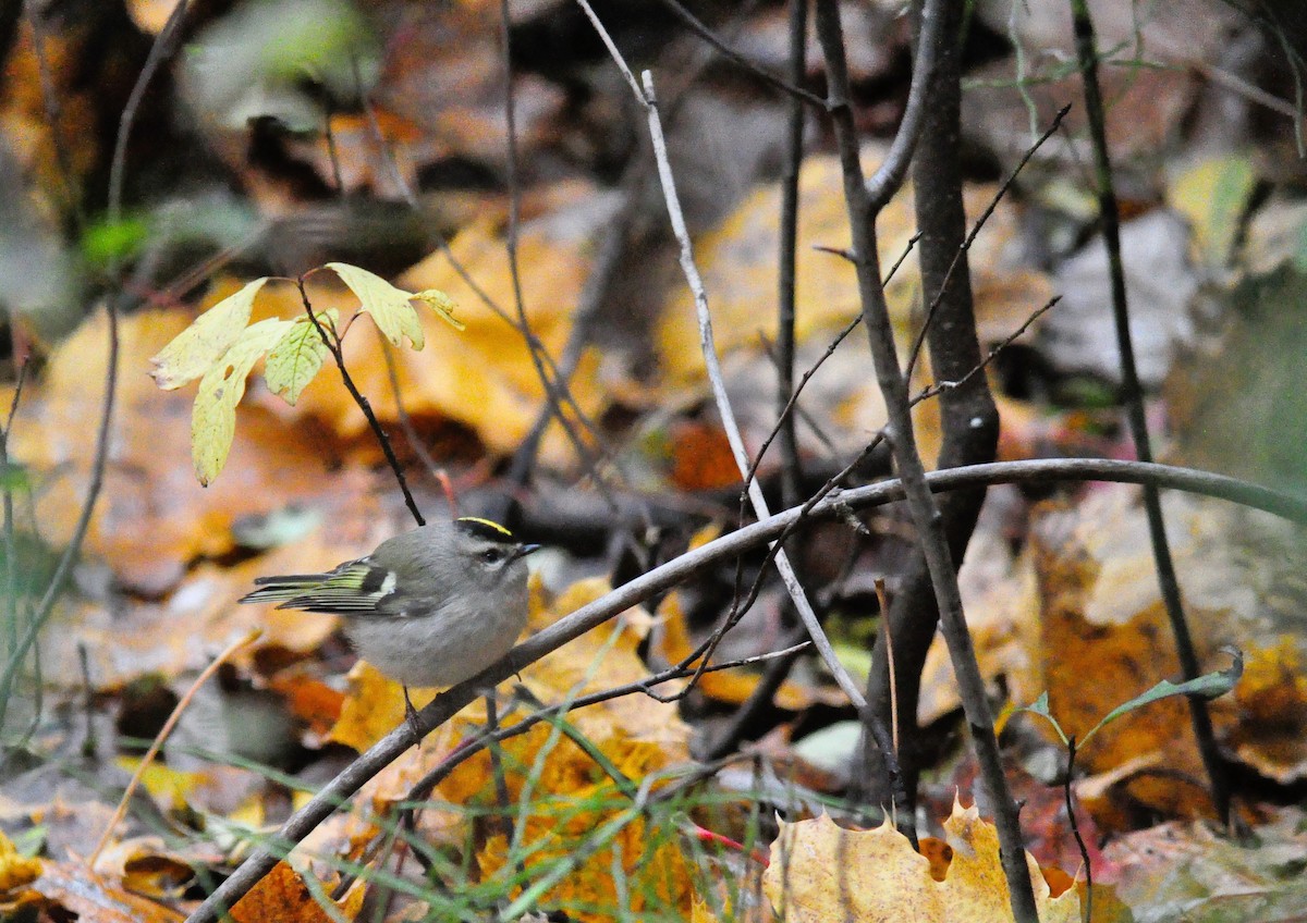 Golden-crowned Kinglet - ML610518597