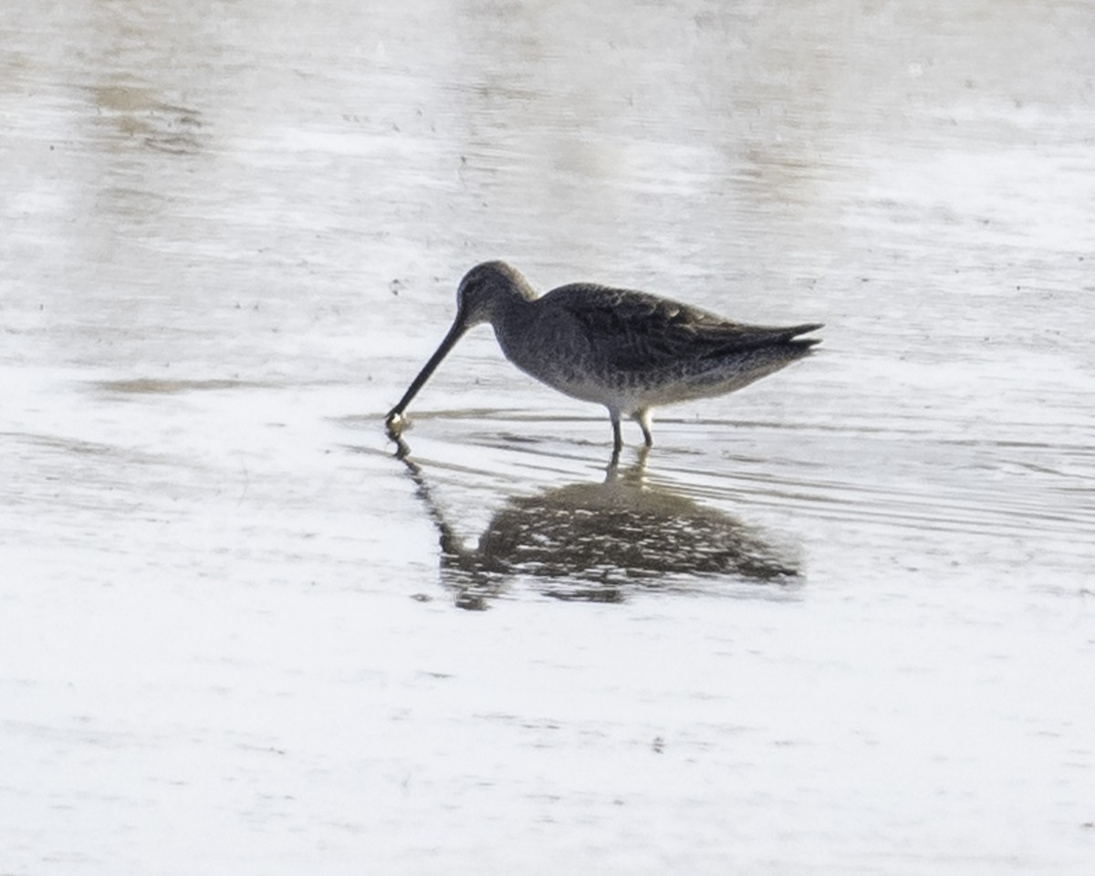 Long-billed Dowitcher - ML610518690