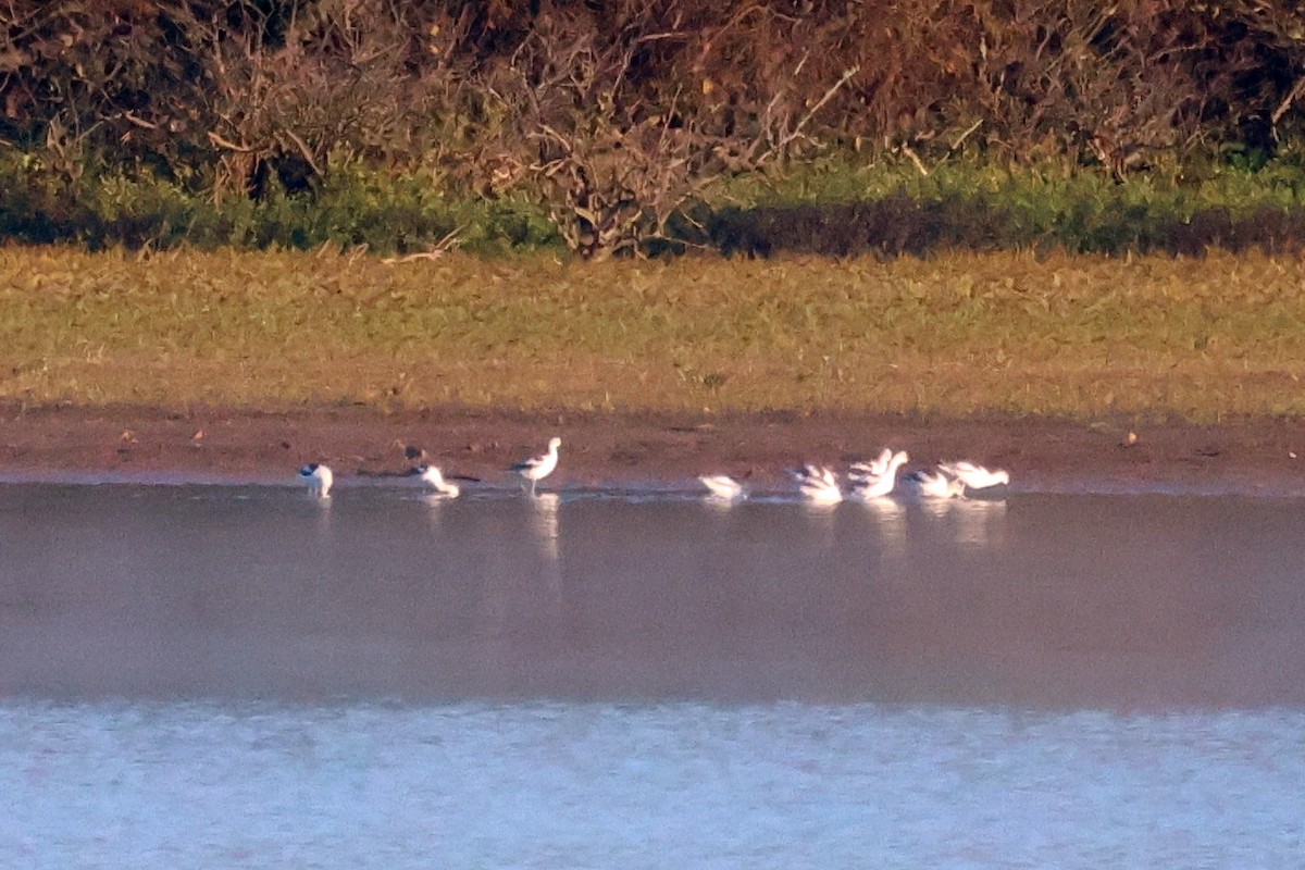 American Avocet - ML610518701