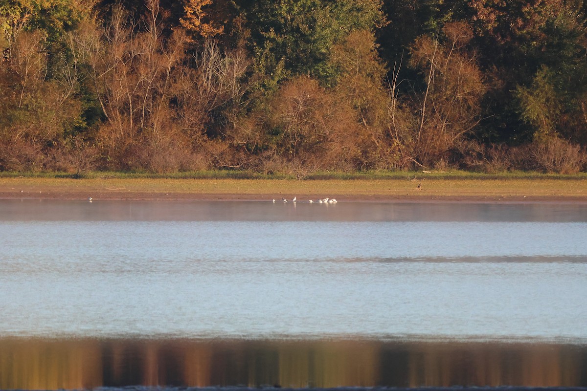 American Avocet - ML610518703