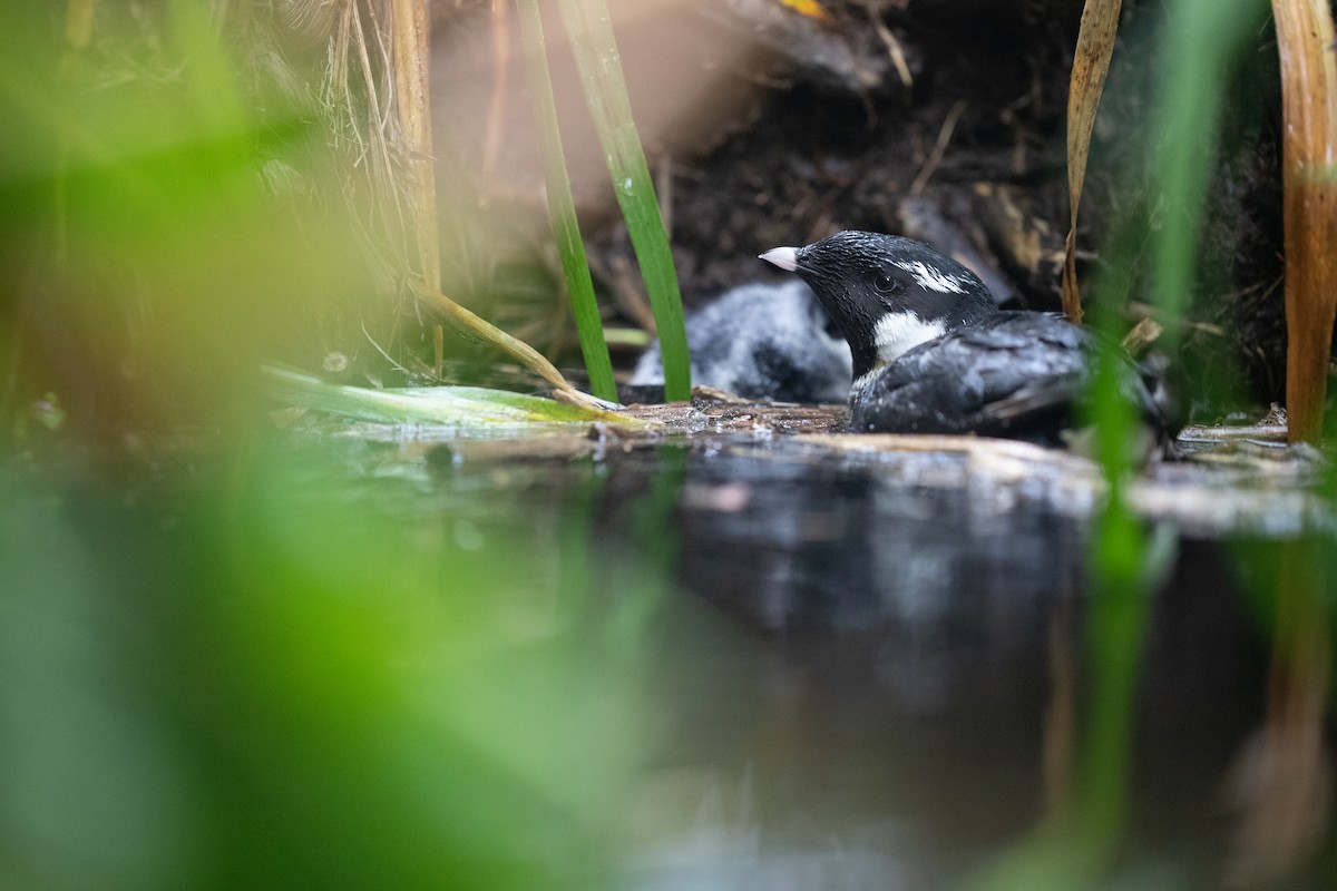 Ancient Murrelet - ML610518762