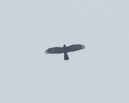 Gray-faced Buzzard - ML610518934