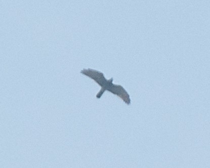 Gray-faced Buzzard - Yan Ze Ng