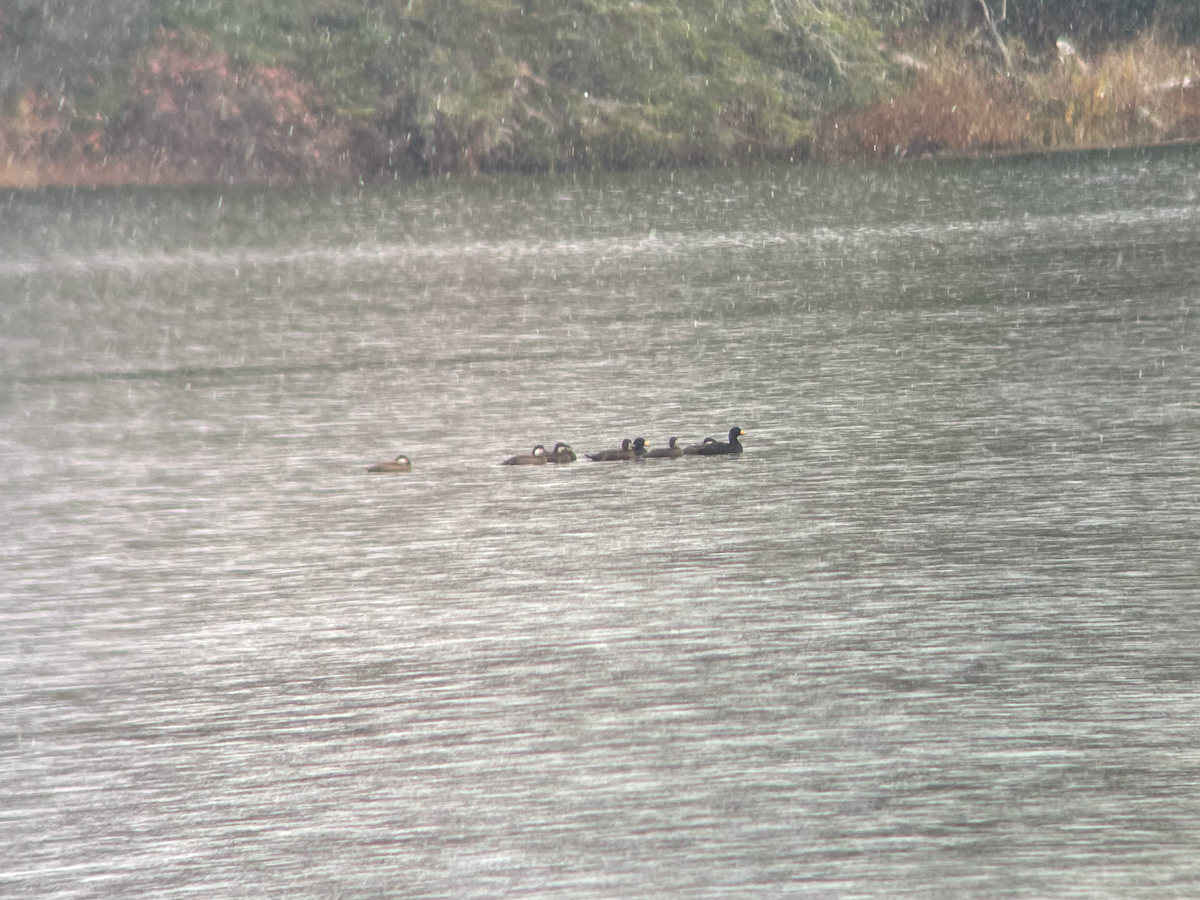 Black Scoter - Jeff MacQueen