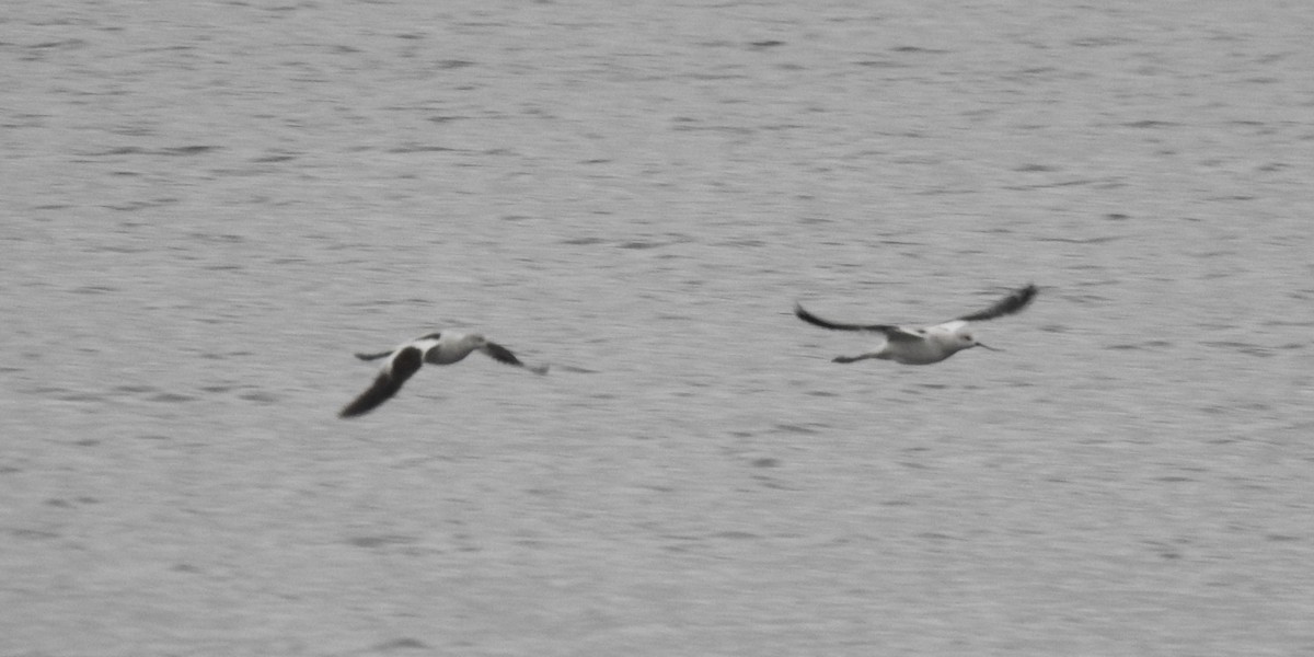 Avoceta Americana - ML610519019