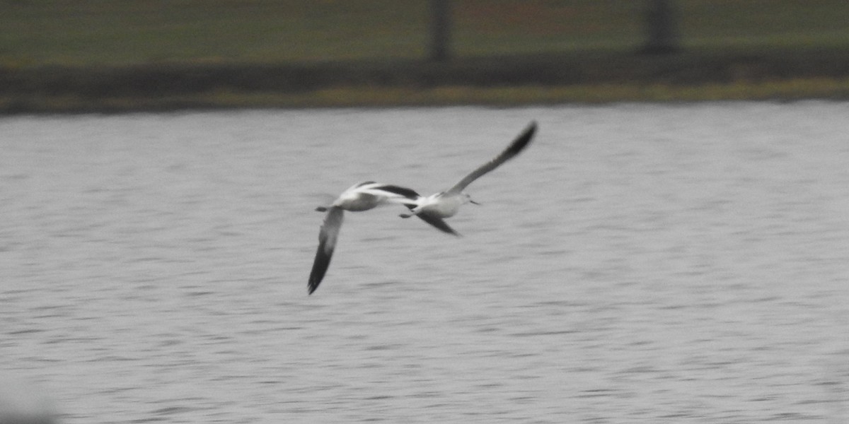 Avoceta Americana - ML610519023