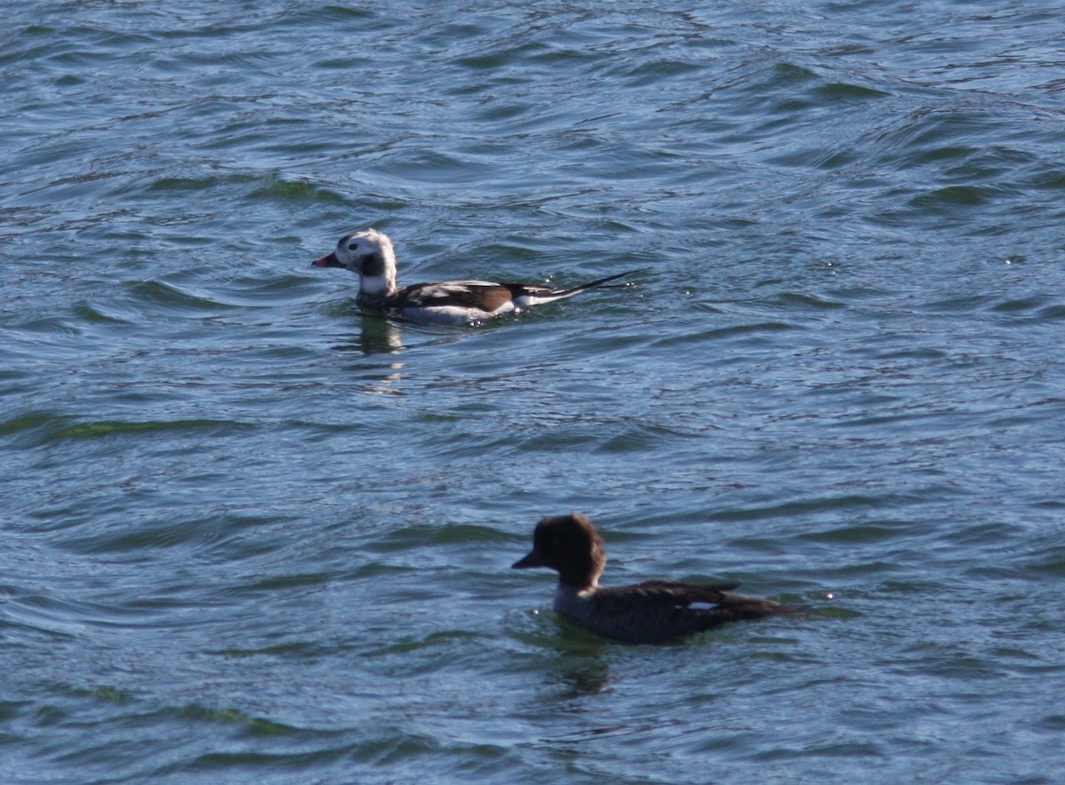 Long-tailed Duck - ML610519083