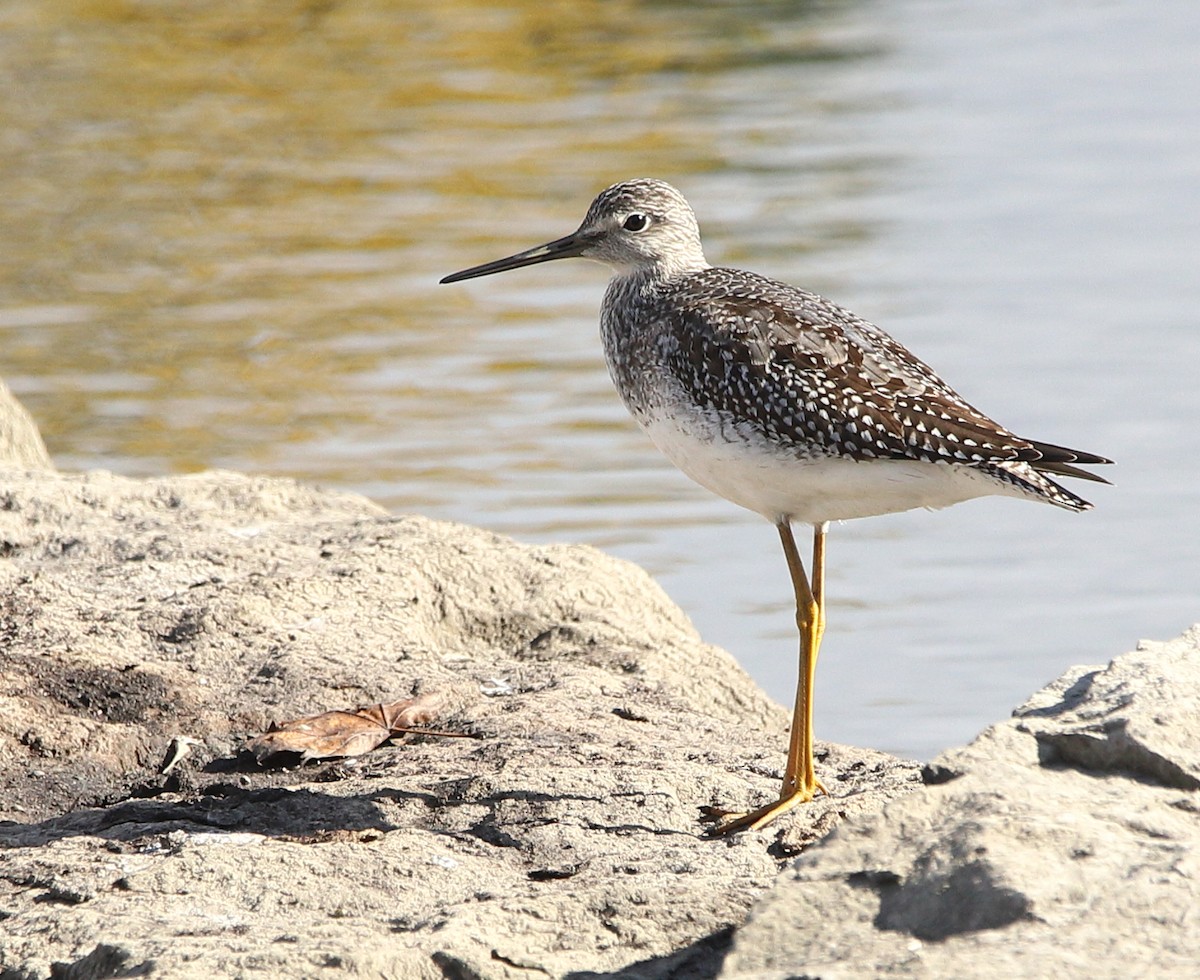 Greater Yellowlegs - ML610519088