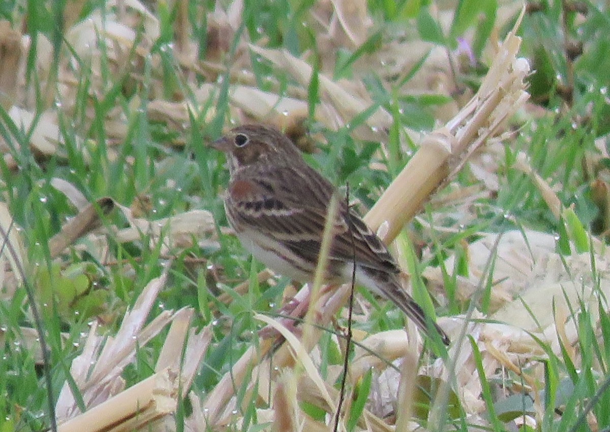 Vesper Sparrow - ML610519126