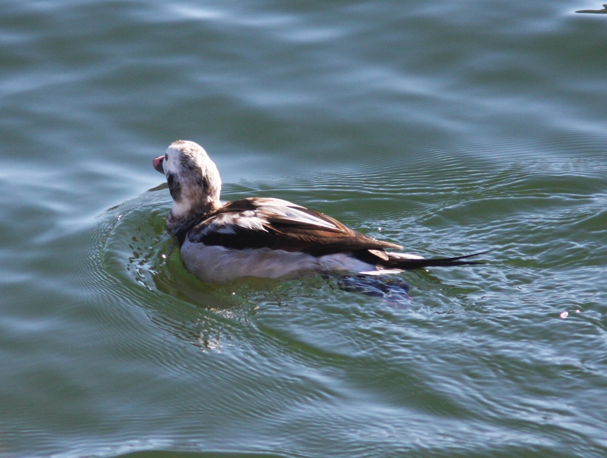 Long-tailed Duck - ML610519129